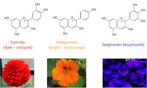 Blue purple and orange flowers. Basics Of Blue Flower Colouration Wikipedia