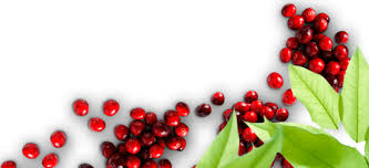 Home Cranberry Marketing Committee Pngtree offers cranberry wreath png and vector images, as well as transparant background cranberry wreath clipart images and psd files. home cranberry marketing committee