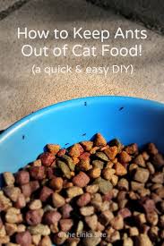 This model can be used in an environment accommodating pets and with. How To Keep Ants Out Of Cat Food A Quick And Easy Diy The Links Site