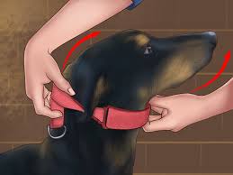 How To Use A Prong Collar On Dogs 9 Steps With Pictures