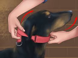 how to use a prong collar on dogs 9 steps with pictures