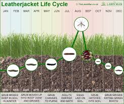 Leatherjacket Lawn Pests The Complete Guide The Lawn Man