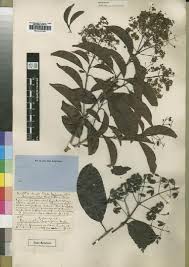 Image result for Sherbournia bignoniiflora