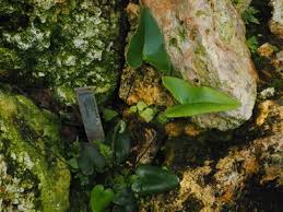 Image result for Asplenium lambinonii