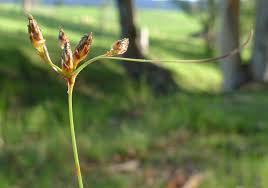 Image result for Tristachya