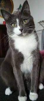 We did not find results for: 34 Best Gray And White Cats Ideas Cats White Cats Beautiful Cats