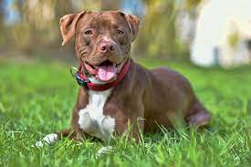 I just want to tell you that accidents might happen until your. Are Pitbull S Hard To Potty Train Not With These 11 Tips