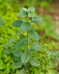 Image result for Aerva