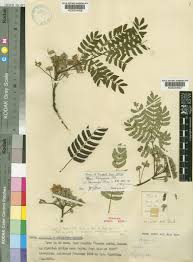 Image result for Albizia schimperiana