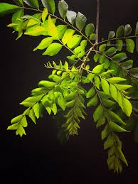 How curry leaf is effective for various diseases is listed in repertory format. Health Benefits Of Curry Leaves Essence Of Life Food