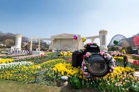 Salah satu tempat favorit pengambilan gambar drama adalah taman di korea selatan. 5 Festival Bunga Musim Semi Paling Romantis Di Korea Selatan Kumparan Com