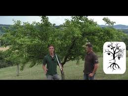 Zwischen frühjahr und spätem winter, bevor der baum austreibt, scheint jeder zeitpunkt richtig oder falsch. Baumschnitt Von Grossen Hohlkronen Wachauer Marille Schneiden Youtube