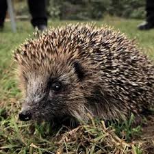 Find pets for sale in malaysia on mudah.my, malaysia's largest marketplace. Which Is Taller A Pig Or A Hedgehog Purely Facts