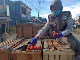 Pemda akan memaksimalkan elektronfikasi di seluruh provins kaltara. Ditengah Pandemi Covid 19 Ekspor Komoditas Hortikultura Asal Kaltara Melejit Jendela Kaltara