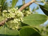 Image result for Gymnosporia pubescens