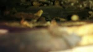 Ken's pest control est située à 2718 clemenceau blvd, windsor, on n8t 2p8, canada, windsor (ontario). Gray Wolf Pest Control Home Facebook