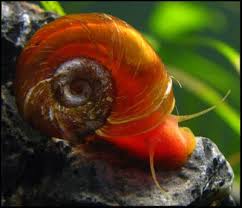 Ramshorn Adi Salyangoz Ramshorn Salyangozu Snail Ramshorn Snail Ramshorn Uretimi Ramshorndan Nasil Kurtulurum Ramshorn Yumurtasi Salyangoz Makrakanta Makrakanta Faydalari Makrakanta Nasil Beslerim Helena Salyangozu Katil Salyangoz Curume Akvaryum