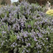 Learn about growing annuals in zone 4 and overwintering frost sensitive plants in frost prone areas in this article. All About Rosemary Garden Org