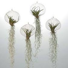 Hanging house plants not only bring color, texture, and warmth to your home, but many are exceptional at improving the air quality of your home. Awesome 41 Creative Hanging Air Plants Decor Ideas More At Https Homishome Com 2018 08 12 41 Creative Hanging Hanging Air Plants Air Plants Decor Air Plants