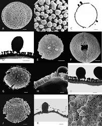 Image result for Alvesia