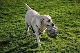 The dog park at ara damansara is located away from any residential area, and the park's perimeter is fully fenced. 6 Dog Parks In Kl And Selangor To Check Out Expatgo