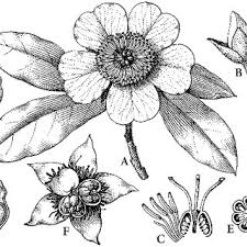 Image result for Tetracera boiviniana