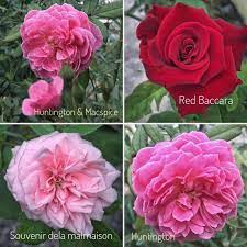 Pokok berbunga pertama adalah angiosperm. Pokok Bunga Ros Utk Dijual Home Furniture Gardening On Carousell