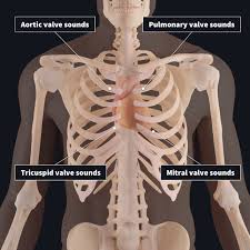 Intra hyphen articular ligament of head of right third rib. Listening To The Valves Of The Heart Complete Anatomy