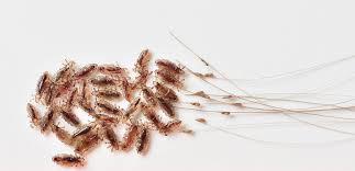 Image result for lice vs nits