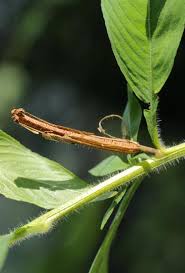 Image result for Leptochloa uniflora