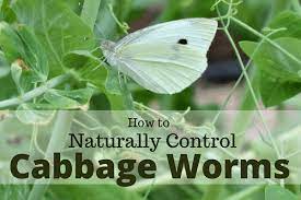 Eucalyptus also works well as a natural moth repellent. 5 Ways To Naturally Control The Cabbage Worm Hidden Springs Homestead
