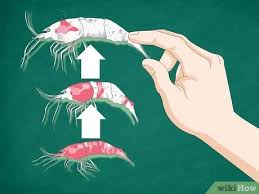 This article received 11 testimonials and 93% of readers. 3 Ways To Keep Crystal Red Shrimp Wikihow