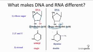 dna vs rna sada margarethaydon com