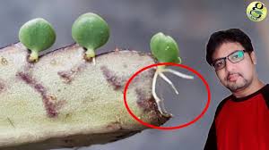 Mother of thousands plants are hardy and easy to grow indoors. Mother Of Millions Vs Mother Of Thousands Interesting Facts And Plant Care Tips Youtube