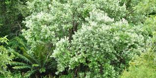 Image result for Brachylaena discolor