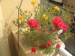 This time is specific for subtropical climates as that of lahore portulaca grandiflora also known as moss rose has largest flowers in the genus. Summer Flowering Annual Plants For Lahore Karachi Peshawar And Islamabad