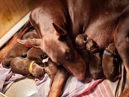 Doberman puppies (gls > la marque). Red Doberman Puppies For Sale Doberman Puppies For Sale Doberman Puppy Doberman Pinscher