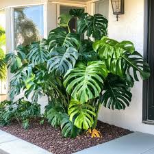 Image result for Monstera