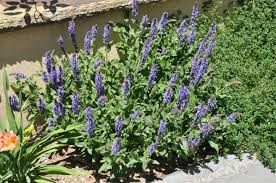 Image result for Salvia farinacea