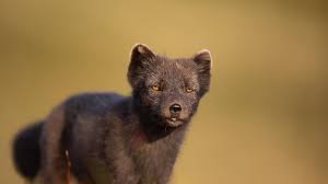 Red fox arctic fox cartoon drawing free commercial cute. The Best Guide To The Arctic Fox In Iceland Guide To Ic