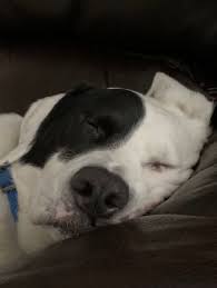 If your application is declined by greyhound pet adoption northwest your deposit will be refunded to you. A Dog S Adoption Story Cubby Dog Giveaways Dog Adoption Story Dog Adoption