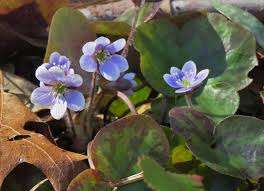 Image result for Lomariopsis hederacea