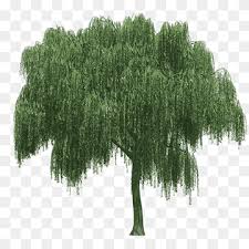 The weeping willow has always teased the imagination of the man who was able to create an aura of magic and mystery around it, inventing dozens of legends and fables that made it into a tree linked to the fairytale world, mythology and even christian mysticism. Weeping Willow Tree Rendering Tree Landscape Grass Willow Png Pngwing