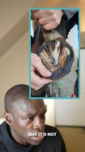 So this how Horse's are Groomed? 😅