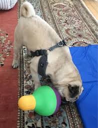 This treat dispenser exercises and feeds your dog at the same time. Starmark Dog Treat Dispensing Bob A Lot Large 6 X 6 X 9 5 Smbal Toys Pet Supplies Worldenergy Ae