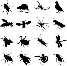 Pest control in downtown san marcos area. Frequently Asked Questions Ailing House Pest Management Inc