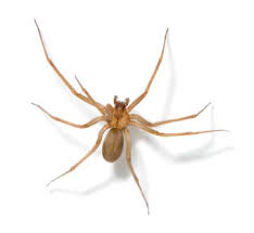 Brown Recluse Recluse Spider Brown Recluse Spider Brown Recluse