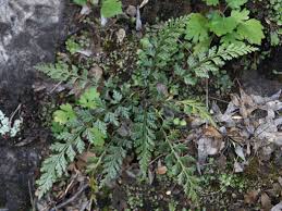 Image result for Asplenium smedsii