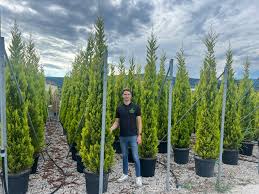 Image result for Cupressus macrocarpa