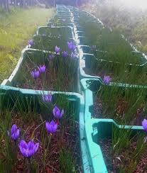 Lo zafferano è abbastanza versatile e si utilizza in tutto il mondo per aromatizzare diversi tipi di piatti, in italia si conosce soprattutto come ingrediente chiave del si stanno studiando anche le possibili azioni di questa spezia nei confronti di alcuni tipi di tumore. Zafferano Quasi Tutto Quello Che Volevi Sapere E Se Si Coltiva Sul Balcone